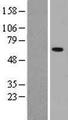 AMY2B Protein - Western validation with an anti-DDK antibody * L: Control HEK293 lysate R: Over-expression lysate