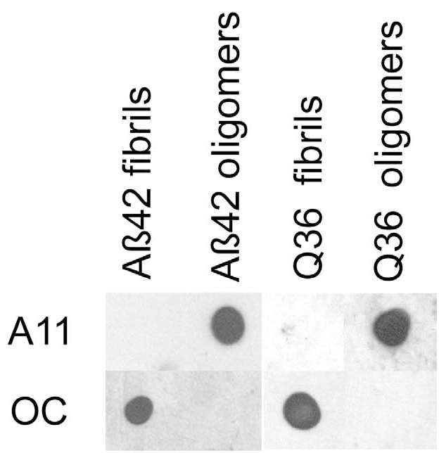 Amyloid Fibrils Antibody - Dot blot analysis of ABeta42 and polyQ36 prefibrillar oligomers and fibrils. ABeta42 and polyQ fibrils only stain with OC serum), while ABeta42 and polyQ prefibrillar oligomers only react with A11.  This image was taken for the unconjugated form of this product. Other forms have not been tested.