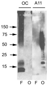 Amyloid Fibrils Antibody - Western blot analysis of ABeta42 fibrils and prefibrillar oligomers. ABeta42 fibrils (F) and prefibrillar oligomers (O) were run on SDS polyacrylamide gels, transferred to nitrocellulose and probed with OC and A11 antibodies.  This image was taken for the unconjugated form of this product. Other forms have not been tested.