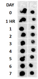 Amyloid Fibrils Antibody - Beta Amyloid HEPES-NaCl aggregation, showing 1:500 (L) and 1:5000 ® time lapse dot blot.  This image was taken for the unconjugated form of this product. Other forms have not been tested.
