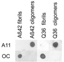 Amyloid Fibrils Antibody - Dot blot analysis of Aß42 and polyQ36 prefibrillar oligomers and fibrils. Aß42 and polyQ fibrils stain with Amyloid Fibrils (OC) Polyclonal Antibody serum, while Aß42 and polyQ prefibrillar oligomers react with Amyloid Oligomer aß Polyclonal Antibody (A11).