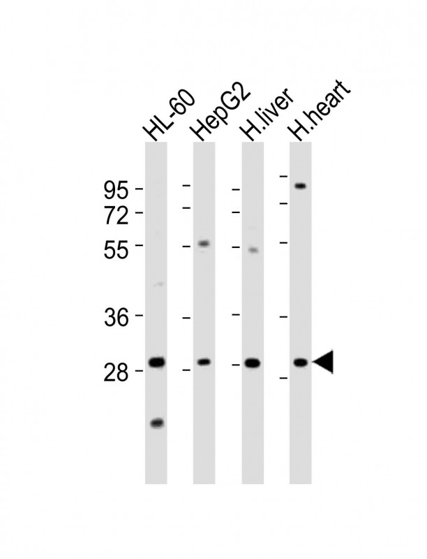 AMZ1 Antibody - All lanes : Anti-AMZ1 Antibody at 1:2000 dilution Lane 1: HL-60 whole cell lysates Lane 2: HepG2 whole cell lysates Lane 3: human liver lysates Lane 4: human heart lysates Lysates/proteins at 20 ug per lane. Secondary Goat Anti-Rabbit IgG, (H+L), Peroxidase conjugated at 1/10000 dilution Predicted band size : 55 kDa Blocking/Dilution buffer: 5% NFDM/TBST.