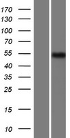 AMZ1 Protein - Western validation with an anti-DDK antibody * L: Control HEK293 lysate R: Over-expression lysate