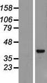 AMZ2 Protein - Western validation with an anti-DDK antibody * L: Control HEK293 lysate R: Over-expression lysate