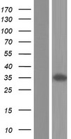AMZ2 Protein - Western validation with an anti-DDK antibody * L: Control HEK293 lysate R: Over-expression lysate
