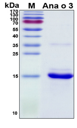 Ana o 3 Protein - SDS-PAGE under reducing conditions and visualized by Coomassie blue staining