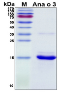 Ana o 3 Protein - SDS-PAGE under reducing conditions and visualized by Coomassie blue staining