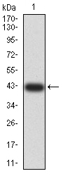 ANAPC1 / APC1 Antibody - Western blot analysis using ANAPC1 mAb against human ANAPC1 (AA: 12-155) recombinant protein. (Expected MW is 41.9 kDa)