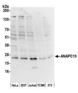ANAPC10 / APC10 Antibody - Detection of human and mouse ANAPC10 by western blot. Samples: Whole cell lysate (15 µg) from HeLa, HEK293T, Jurkat, mouse TCMK-1, and mouse NIH 3T3 cells prepared using NETN lysis buffer. Antibody: Affinity purified rabbit anti-ANAPC10 antibody used for WB at 1 µg/ml. Detection: Chemiluminescence with an exposure time of 30 seconds.