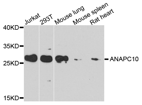 ANAPC10 / APC10 Antibody - Western blot analysis of extracts of various cells.