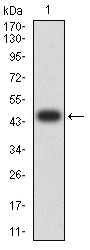 ANAPC11 / APC11 Antibody - Western blot analysis using ANAPC11 mAb against human ANAPC11 (AA: 1-196) recombinant protein. (Expected MW is 46.6 kDa)