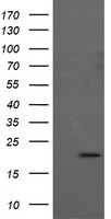 ANAPC11 / APC11 Antibody - HEK293T cells were transfected with the pCMV6-ENTRY control (Left lane) or pCMV6-ENTRY ANAPC11 (Right lane) cDNA for 48 hrs and lysed. Equivalent amounts of cell lysates (5 ug per lane) were separated by SDS-PAGE and immunoblotted with anti-ANAPC11.