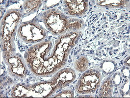 ANAPC11 / APC11 Antibody - IHC of paraffin-embedded Human Kidney tissue using anti-ANAPC11 mouse monoclonal antibody. (Heat-induced epitope retrieval by 10mM citric buffer, pH6.0, 120°C for 3min).