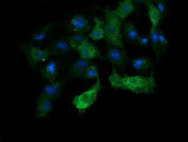 ANAPC11 / APC11 Antibody - Anti-ANAPC11 mouse monoclonal antibody immunofluorescent staining of COS7 cells transiently transfected by pCMV6-ENTRY ANAPC11.