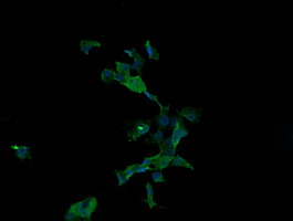 ANAPC11 / APC11 Antibody - Anti-ANAPC11 mouse monoclonal antibody immunofluorescent staining of COS7 cells transiently transfected by pCMV6-ENTRY ANAPC11.