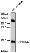 ANAPC11 / APC11 Antibody - Western blot analysis of extracts of mouse heart, using ANAPC11 antibody at 1:1000 dilution. The secondary antibody used was an HRP Goat Anti-Rabbit IgG (H+L) at 1:10000 dilution. Lysates were loaded 25ug per lane and 3% nonfat dry milk in TBST was used for blocking. An ECL Kit was used for detection and the exposure time was 120s.