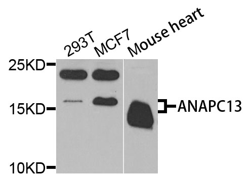 ANAPC13 Antibody - Western blot analysis of extracts of various cells.