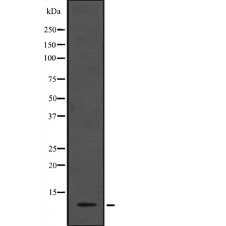 ANAPC13 Antibody - Western blot analysis of ANAPC13 expression in HEK293 cells. The lane on the left is treated with the antigen-specific peptide.