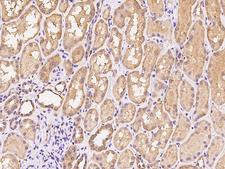 ANAPC13 Antibody - Immunochemical staining of human ANAPC13 in human kidney with rabbit polyclonal antibody at 1:100 dilution, formalin-fixed paraffin embedded sections.