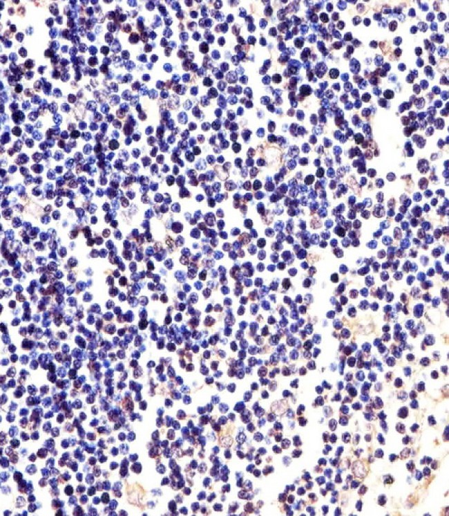 ANAPC2 / APC2 Antibody - Immunohistochemical of paraffin-embedded H. thymus section using ANAPC2 antibody diluted at 1:25 dilution. A undiluted biotinylated goat polyvalent antibody was used as the secondary, followed by DAB staining.