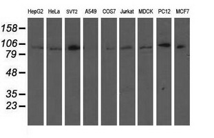 ANAPC2 / APC2 Antibody - Western blot of extracts (35ug) from 9 different cell lines by using anti-ANAPC2 monoclonal antibody (HepG2: human; HeLa: human; SVT2: mouse; A549: human; COS7: monkey; Jurkat: human; MDCK: canine; PC12: rat; MCF7: human).