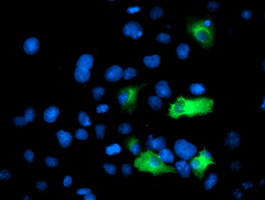 ANAPC2 / APC2 Antibody - Anti-ANAPC2 mouse monoclonal antibody immunofluorescent staining of COS7 cells transiently transfected by pCMV6-ENTRY ANAPC2.