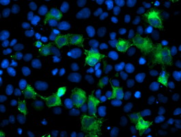 ANAPC2 / APC2 Antibody - Anti-ANAPC2 mouse monoclonal antibody immunofluorescent staining of COS7 cells transiently transfected by pCMV6-ENTRY ANAPC2.