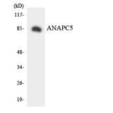 ANAPC5 / APC5 Antibody - Western blot analysis of the lysates from HeLa cells using ANAPC5 antibody.