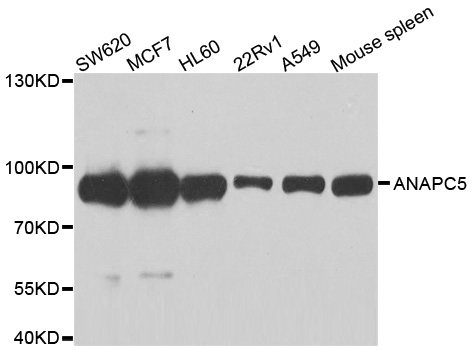 ANAPC5 / APC5 Antibody - Western blot analysis of extracts of various cell lines.