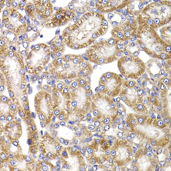 ANAPC5 / APC5 Antibody - Immunohistochemistry of paraffin-embedded rat kidney tissue.