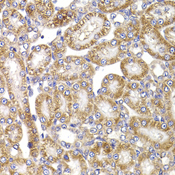 ANAPC5 / APC5 Antibody - Immunohistochemistry of paraffin-embedded rat kidney tissue.