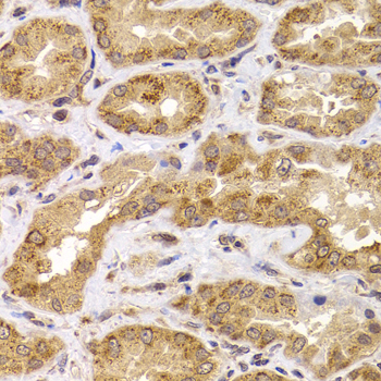 ANAPC5 / APC5 Antibody - Immunohistochemistry of paraffin-embedded human kidney tissue.
