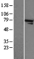 ANAPC5 / APC5 Protein - Western validation with an anti-DDK antibody * L: Control HEK293 lysate R: Over-expression lysate