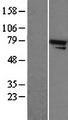 ANAPC5 / APC5 Protein - Western validation with an anti-DDK antibody * L: Control HEK293 lysate R: Over-expression lysate