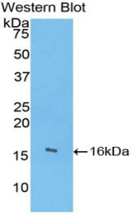 Angiogenin / ANG Antibody - Western blot of recombinant Angiogenin / ANG.  This image was taken for the unconjugated form of this product. Other forms have not been tested.