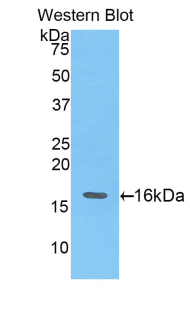 Angiogenin / ANG Antibody - Western blot of recombinant Angiogenin / ANG.  This image was taken for the unconjugated form of this product. Other forms have not been tested.