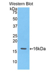 Angiogenin / ANG Antibody - Western blot of recombinant Angiogenin / ANG.  This image was taken for the unconjugated form of this product. Other forms have not been tested.