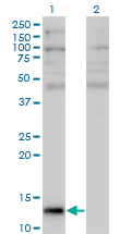 Angiogenin / ANG Antibody - Western Blot analysis of ANG expression in transfected 293T cell line by ANG monoclonal antibody (M05), clone 2A7.Lane 1: ANG transfected lysate(16.6 KDa).Lane 2: Non-transfected lysate.