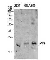 Angiogenin / ANG Antibody - Western Blot analysis of extracts from 293T, Hela, 823 cells using ANG Antibody.