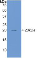 ANGPT1 / Angiopoietin-1 Antibody - Western Blot; Sample: Recombinant ANGPT1, Mouse.