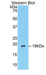ANGPT1 / Angiopoietin-1 Antibody - Western blot of recombinant ANGPT1 / ANG1 / Angiopoietin-1.  This image was taken for the unconjugated form of this product. Other forms have not been tested.