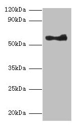 ANGPT1 / Angiopoietin-1 Antibody - Western blot All lanes: Angiopoietin-1 antibody at 2µg/ml + A549 whole cell lysate Secondary Goat polyclonal to rabbit lgG at 1/10000 dilution Predicted bands size: 58 kDa Observed bands size: 58 kDa