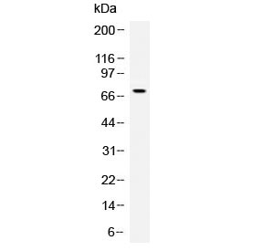 ANGPT1 / Angiopoietin-1 Antibody - Western blot testing of human recombinant Angiopoietin protein (1ng/lane) with Angiopoietin antibody at 0.5ug/ml. Expected molecular weight: 57-75 kDa depending on glycosylation level.