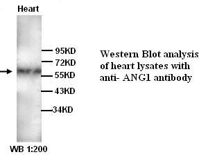 ANGPT1 / Angiopoietin-1 Antibody