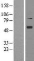 ANGPT1 / Angiopoietin-1 Protein - Western validation with an anti-DDK antibody * L: Control HEK293 lysate R: Over-expression lysate