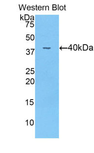 ANGPT4 / Angiopoietin-4 Antibody - Western blot of recombinant ANGPT4 / AGP4 / Angiopoietin-4.  This image was taken for the unconjugated form of this product. Other forms have not been tested.