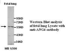 ANGPT4 / Angiopoietin-4 Antibody