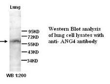 ANGPT4 / Angiopoietin-4 Antibody
