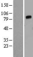 ANGPT4 / Angiopoietin-4 Protein - Western validation with an anti-DDK antibody * L: Control HEK293 lysate R: Over-expression lysate