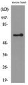 ANGPTL1 + ANGPTL2 Antibody - Western blot analysis of lysate from mouse heart cells, using ANGPTL1/2 Antibody.